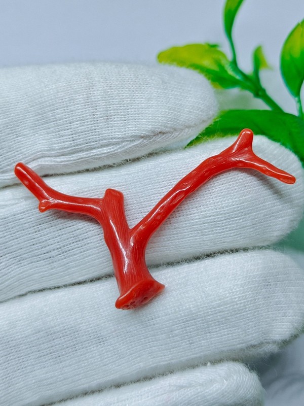 Italy Red Coral Polished Branch Natural Mediterranean Organic Coral Collectable