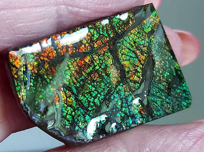 Ammolite Ammonite Coated Stone LARGE 39.2x27x6mm 4097