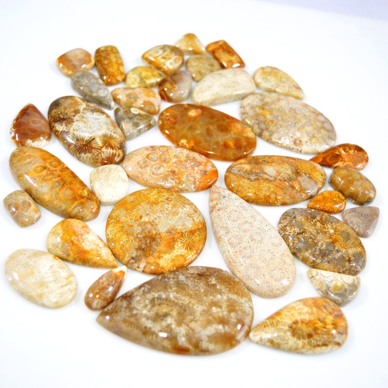 35Pc 1051Ct Natural Fossil Coral Loose Cabochon Gemstone Lot 57×34 15x10mm #3152