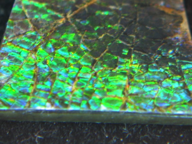 22.00CT NATURAL MULTI COLOR RED TEAL GREEN BLUE YELLOW CANADA AMMOLITE GEMSTONE