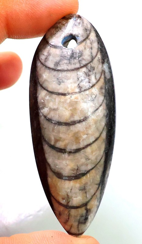 115 Ct 11X25X65 mm Natural Orthoceras Fossil Pear Cabochon Drill Gemstone HB-48