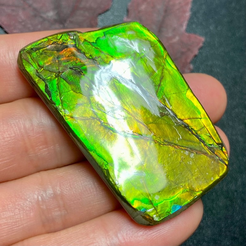 Natural Ammolite Fossil – Bright Opalized Gemstone from Canada Multiple Options