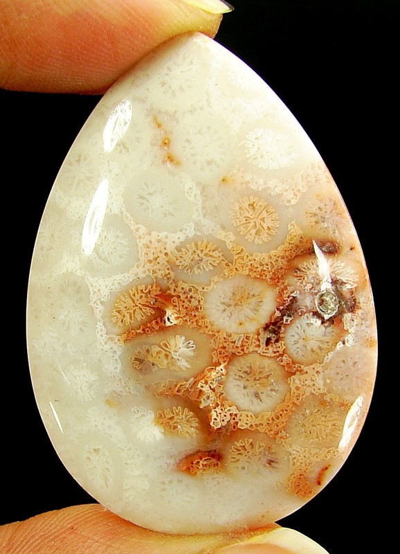 46.80 Ct Natural Fossil Coral Loose Gemstone Cabochon Wire Wrap Stone – 4609
