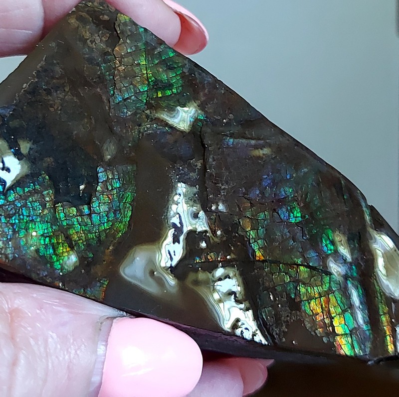 Ammolite Ammonite tabletop Display Piece 80x50x26mm 4031