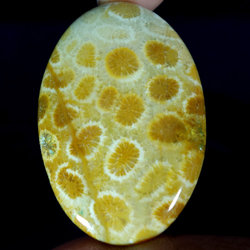 100% Natural Fossil Coral Oval, Pear, Cushion, Fancy Cabochon Loose Gemstones