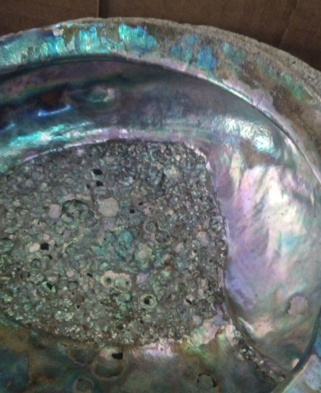 Large 5 1/4" x 7" Abalone Mother of Pearl Sea shell from the Red Sea gallery