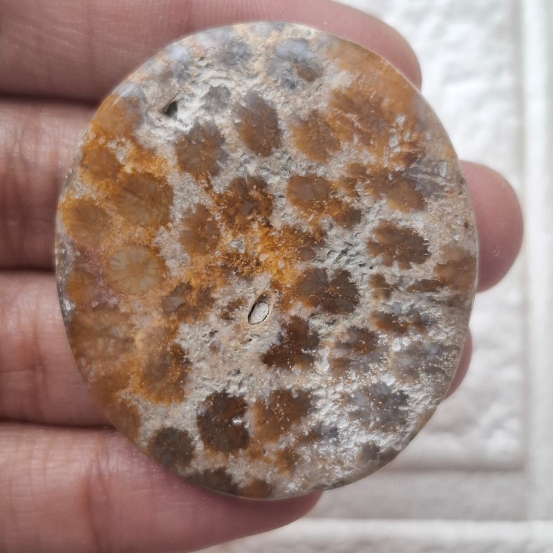Natural Fossil Coral Oval Cabochon 40.5x36x5mm Approx 56.20Cts AMJ2445
