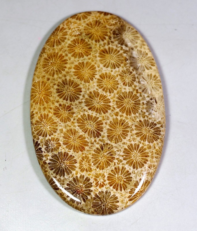 75 Ct 5X34X52 mm Natural Antique Designer Fossil Coral Oval Cabochon Gem HV-163