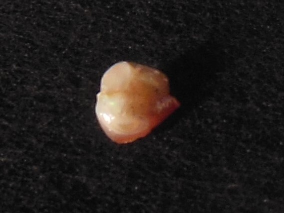 Mexican Precious Fire Opal, Rare Play of Color, Natural, Solid, 7.30ct, VIDEO! gallery