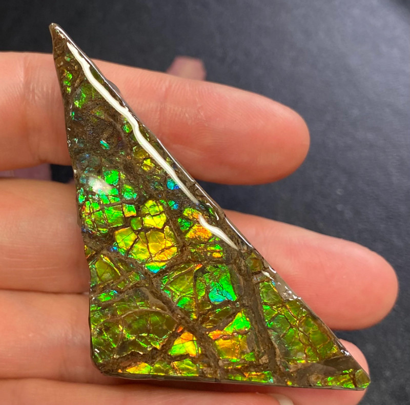 CLEARANCE Canadian Natural Ammonite Ammolite Specimen Pair 149 Grams #2555-43-45 gallery