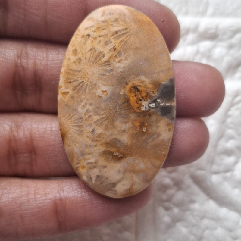 Natural Fossil Coral Oval Cabochon 39x24x5mm Approx 46.20Cts AMJ2441