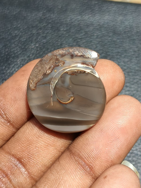 45 Cts.Fossil Snail Slice: Druzy Agate Gemstone for Jewelry Collectibles fossils