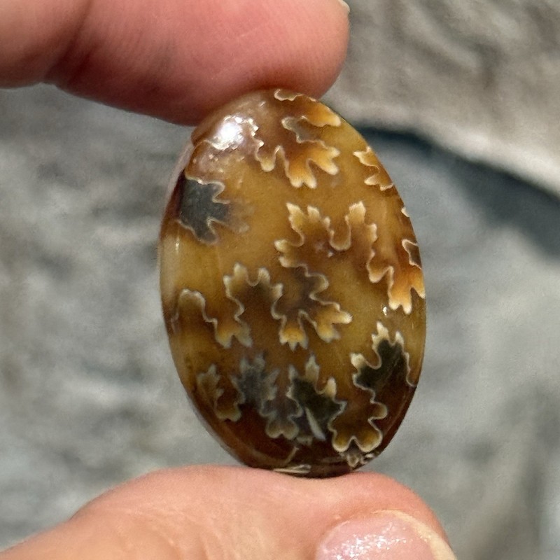 33ct 30x20.6x5.8mm Fine Ammonite Fossil Oval Cabochon Gemstone gallery