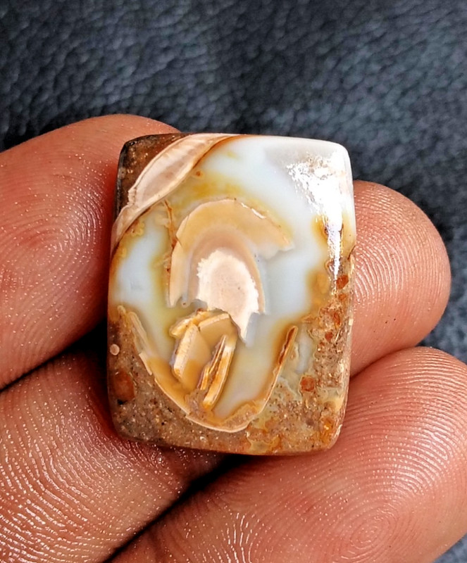 26 Cts. Fossil Snail Slice Druzy Agate Gemstone for Jewelry Collectibles fossil