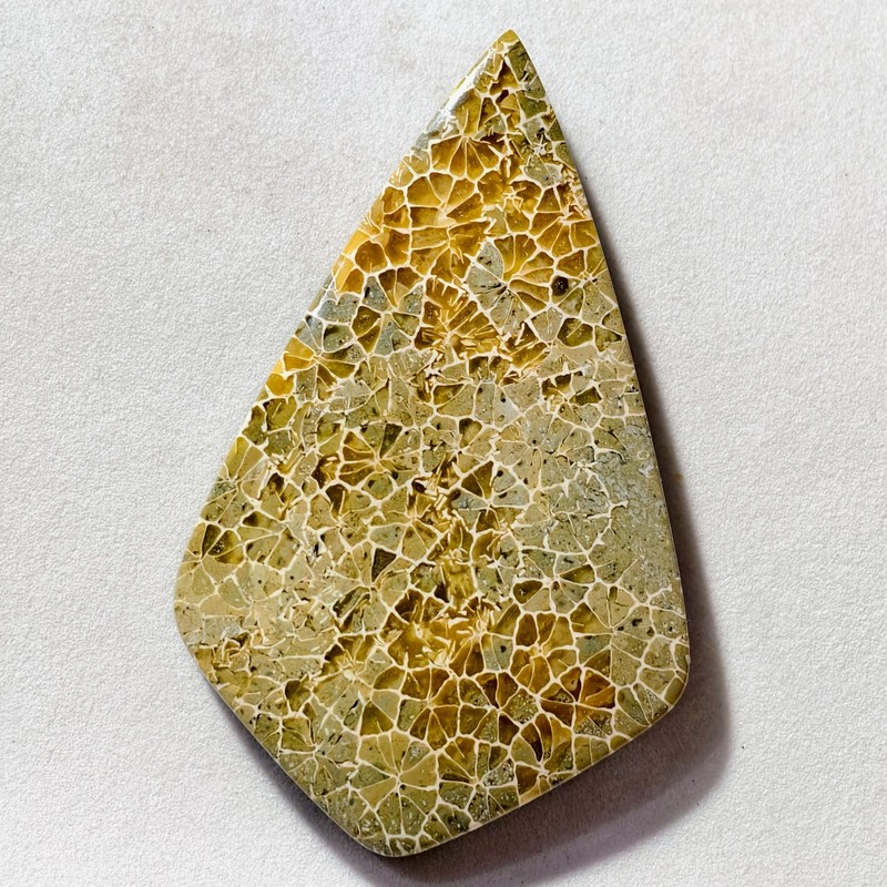 83 Cts Natural Fossilized Coral Cabochon Gemstone 53.9x33.5x6.5 MM gallery