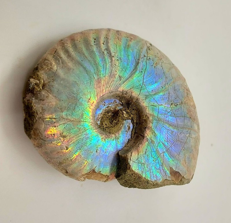 Opalised Ammonite Fossil 325ct Spectacular Specimen well preserved 100% Natural