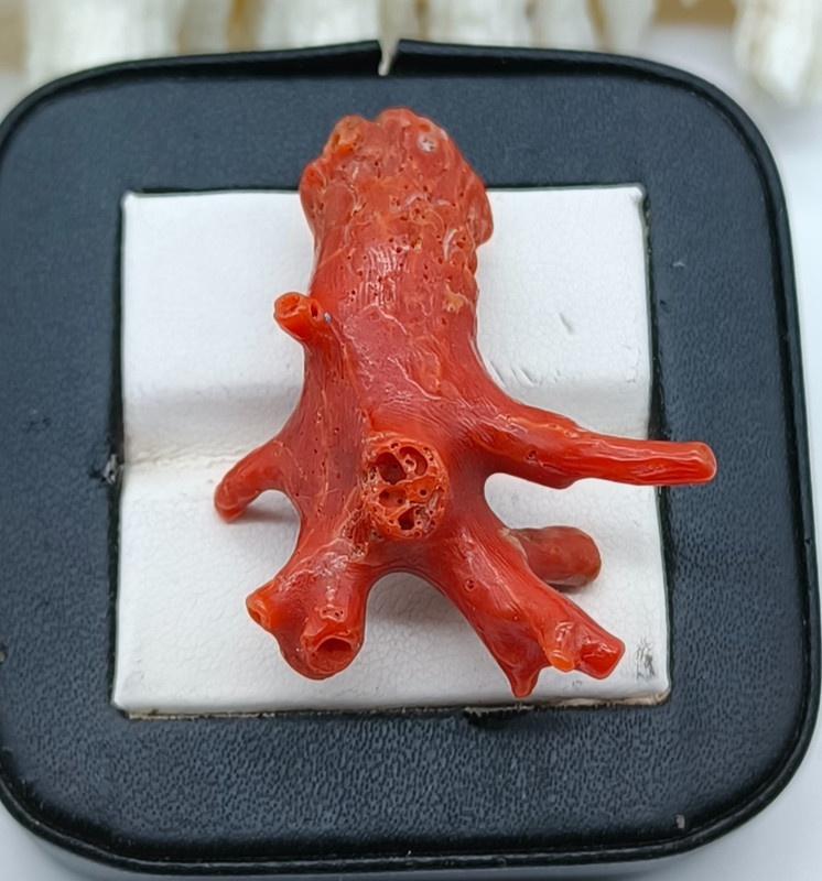 Mediterranean Sea Red Coral Branch Stick – Italian Gemstone for Jewelry Making