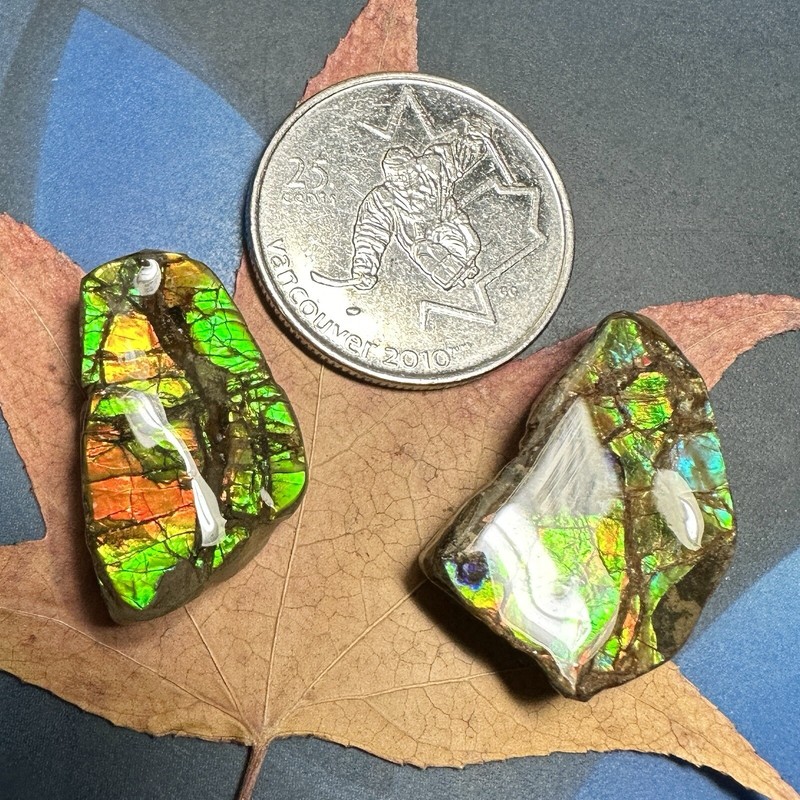 Canadian Natural Ammonite Ammolite Specimen Pair 2 pieces 8 Grams #3019-48 gallery