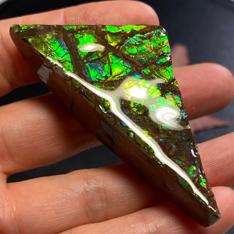 CLEARANCE Canadian Natural Ammonite Ammolite Specimen Pair 149 Grams #2555-43-45 gallery