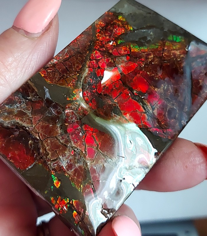 Ammolite Ammonite tabletop Display Piece 77×44.5x8mm 3929