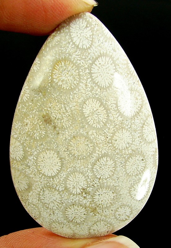 46.35 Ct Natural Fossil Coral Loose Gemstone Cabochon Wire Wrap Stone – 4577