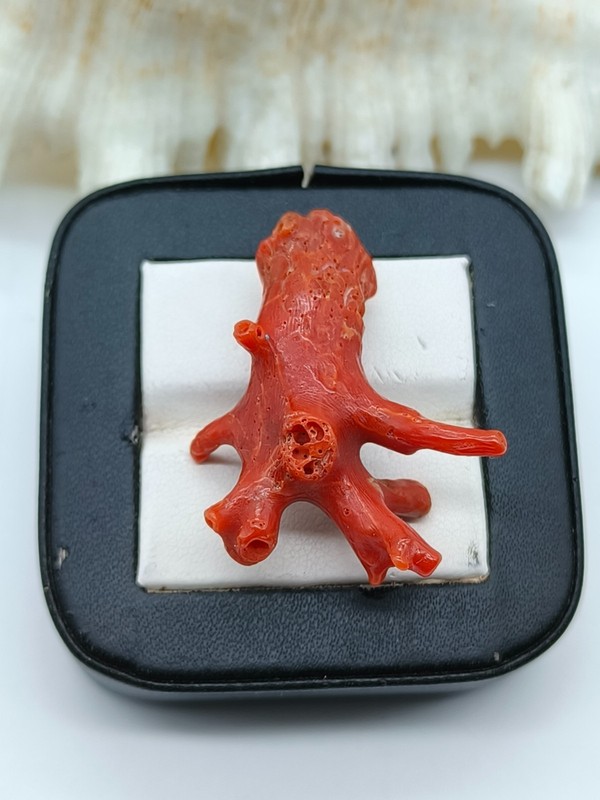 Mediterranean Sea Red Coral Branch Stick - Italian Gemstone for Jewelry Making gallery