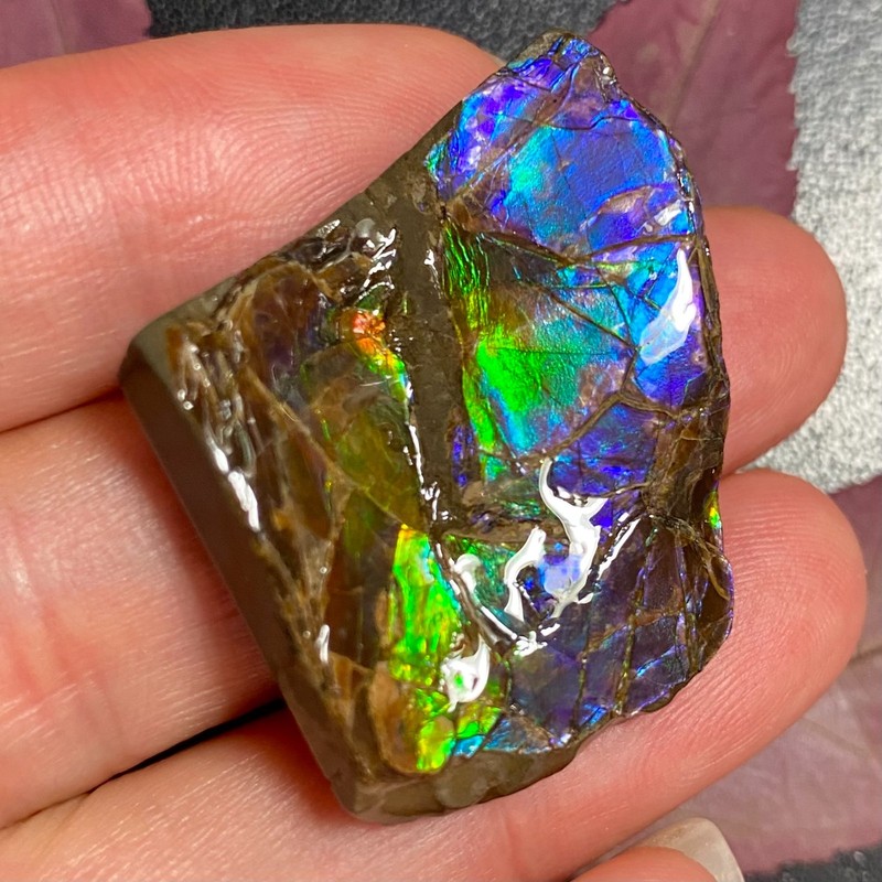Real Canadian Ammolite Freeform Specimen Curved Surface Multiple Options