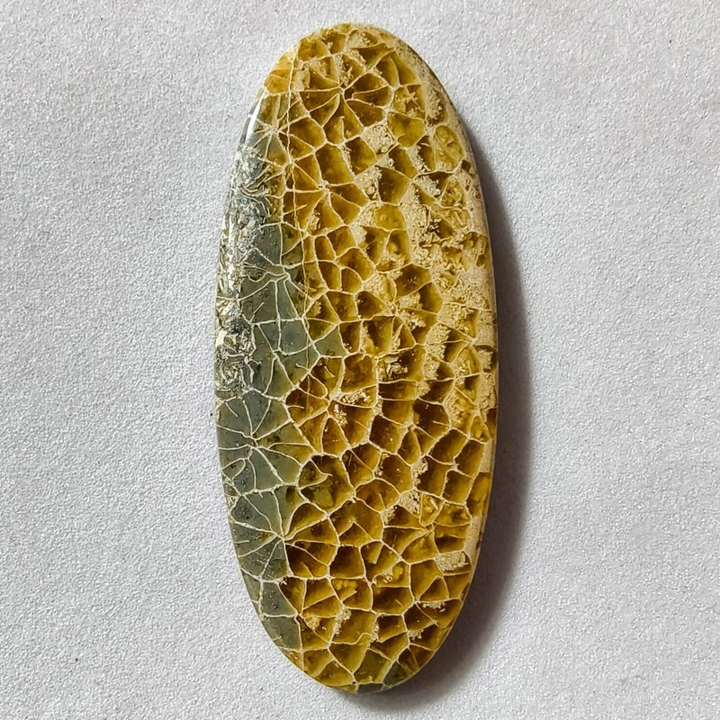 29 Cts Natural Fossilized Coral Cabochon Gemstone 41.5×17.6×3.9 MM