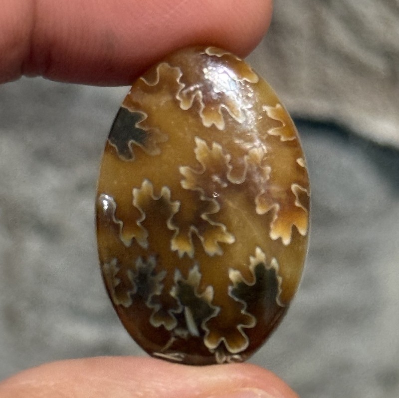 33ct 30×20.6×5.8mm Fine Ammonite Fossil Oval Cabochon Gemstone
