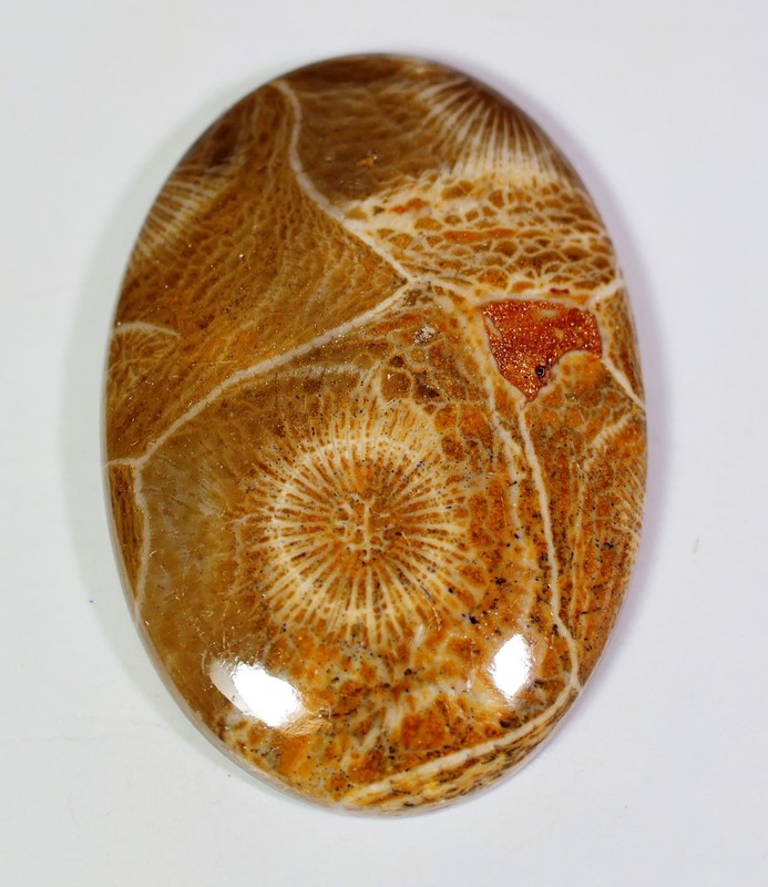 58 Ct 6X27X39 mm Natural Petoskey Fossil Coral Oval Cabochon Gemstone HV-67