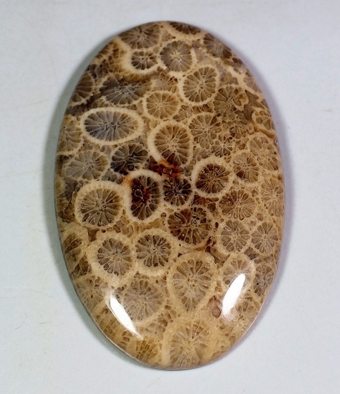 60 Ct 6X27X43 mm Natural Antique Designer Fossil Coral Oval Cabochon Gem HV-392