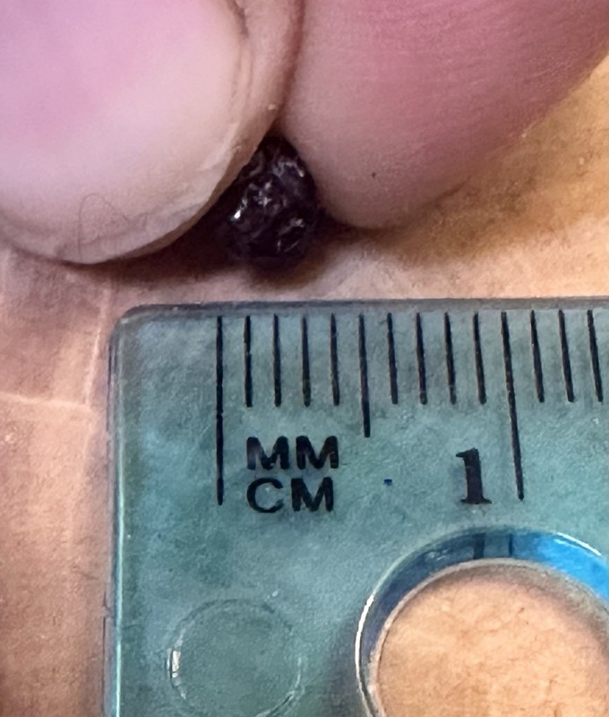 Rare Natural Uncut Wine Red Montana Sapphire .90 CT Approx 5x5x4 mm gallery