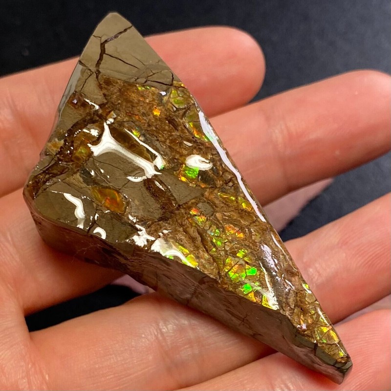 CLEARANCE Canadian Natural Ammonite Ammolite Specimen Pair 149 Grams #2555-43-45 gallery