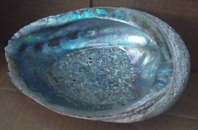 Large 5 1/4" x 7" Abalone Mother of Pearl Sea shell from the Red Sea gallery