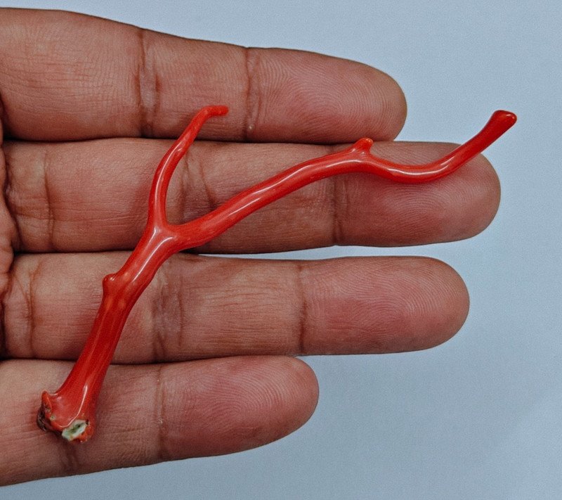 Italian Red Coral Polished Branch Stick Mediterranean Rough Sea Gemstone 18 CT