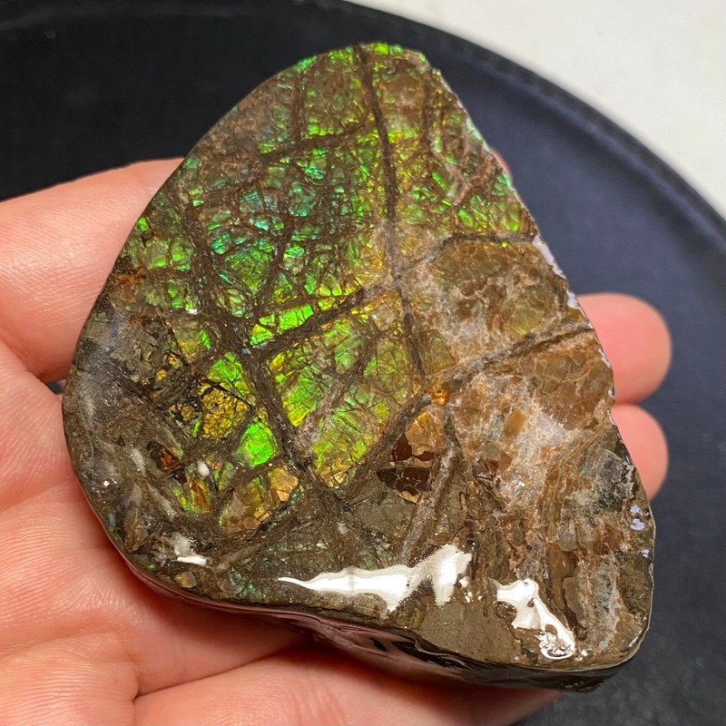 CLEARANCE Canadian Natural Ammonite Ammolite Specimen Pair 149 Grams #2555-43-45 gallery