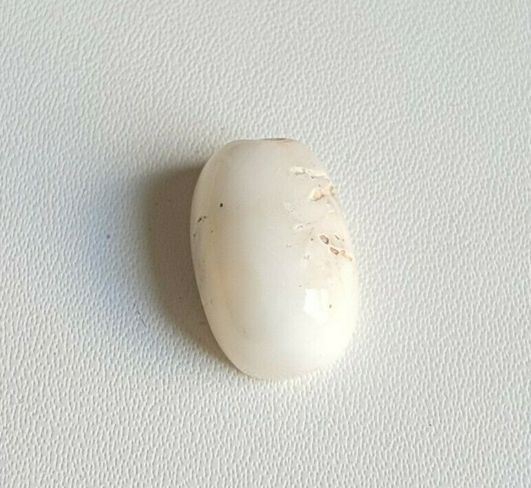 15X10X7'MM Flat Oval White Natural Japanese Mediterranean Coral Loose Cabochon. gallery