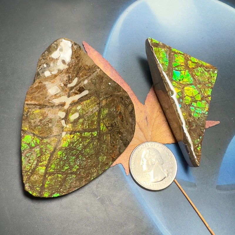 CLEARANCE Canadian Natural Ammonite Ammolite Specimen Pair 149 Grams #2555-43-45