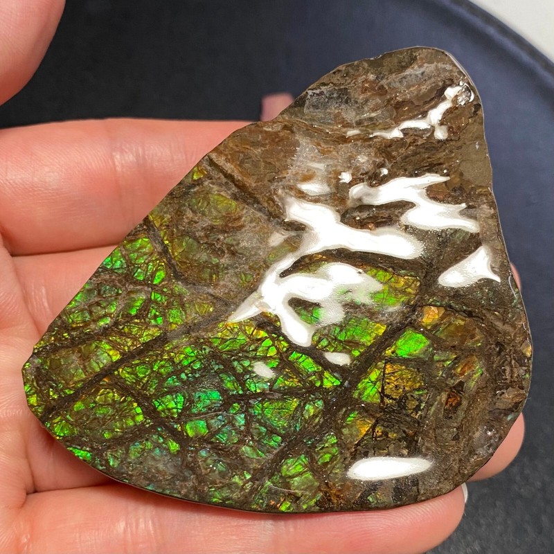 CLEARANCE Canadian Natural Ammonite Ammolite Specimen Pair 149 Grams #2555-43-45 gallery