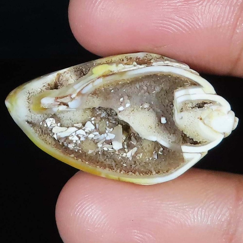 natural FOSSIL SNAIL DRUZY cabochon loose gemstone 30.80 Carat. (19x34x10 mm)