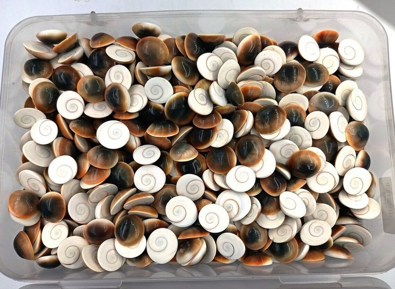 100Cts. 100% Natural Shiva Eye Cabochon Loose Gemstones (Approx 4-5Pcs) Lot