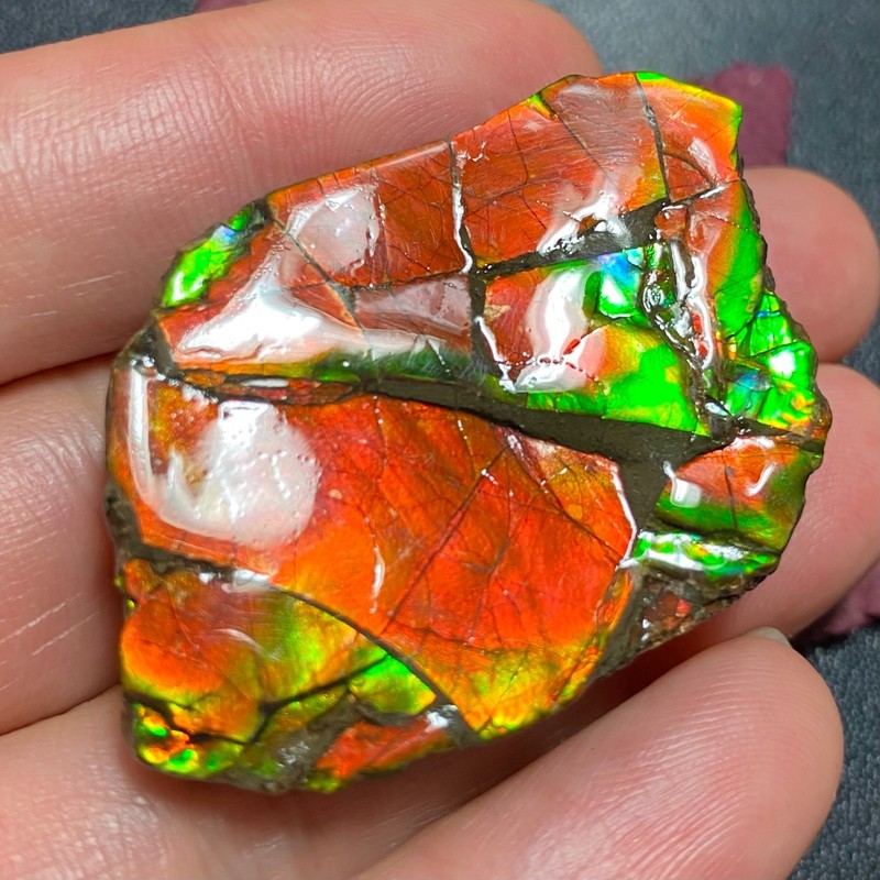 Natural Canadian Ammolite Specimen– Rare Rainbow Fossil Gemstone Multiple Opt