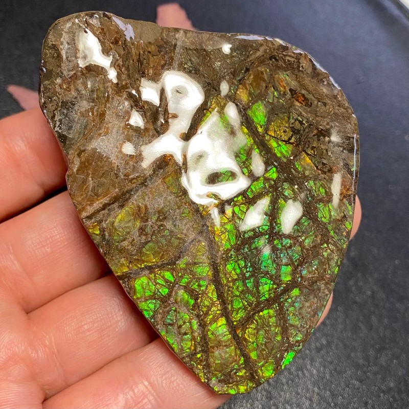 CLEARANCE Canadian Natural Ammonite Ammolite Specimen Pair 149 Grams #2555-43-45 gallery