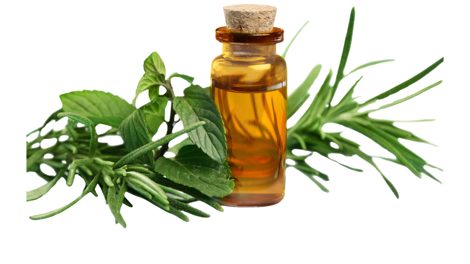 Rosemary Essential Oil US FDA / Kosher / Halal Certified / ISO 22000:2018 Certified