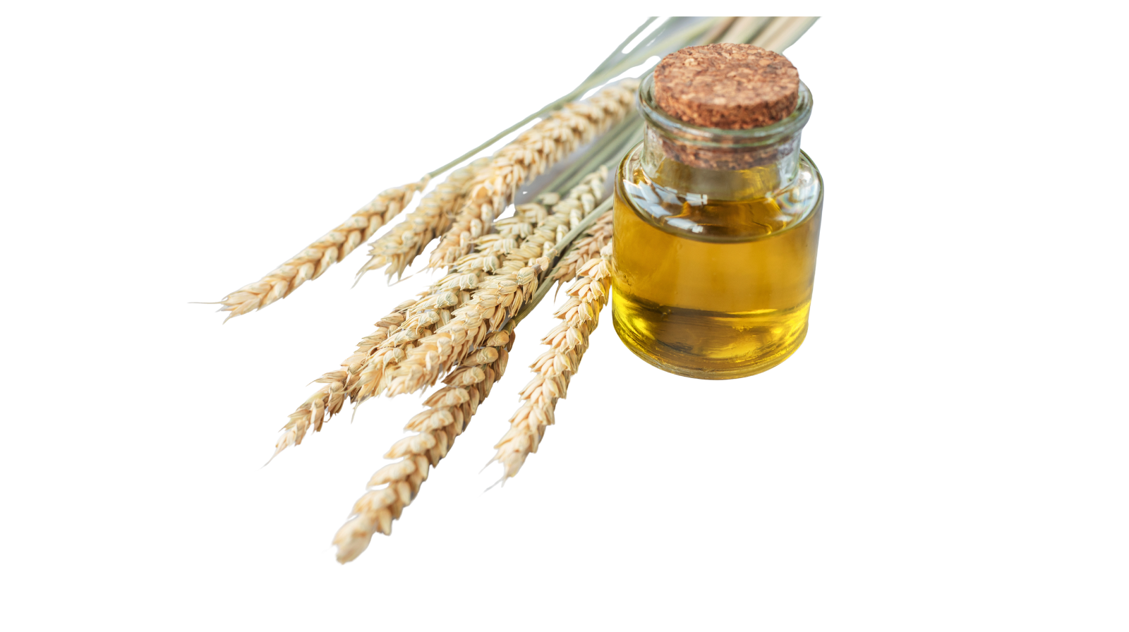 Wheat Germ Oil – Nutrient Rich & Skin Nourishing Carrier Oil